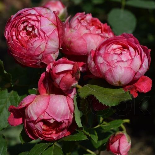 Franciaország, 2015 - Rózsa - Crédit Mutuel - Online rózsa vásárlás